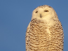 A snowy owl relaxes in the afternoon sun east of Acme, Ab., on Tuesday, January 28, 2020. Mike Drew/Postmedia