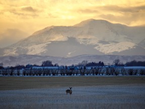 Whitetail deer and chinook clouds east of Cayley, Ab., on Tuesday, February 4, 2020. Mike Drew/Postmedia