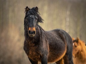 Wild horses in the Red Deer River valley west of Sundre, Ab., on Wednesday, February 12, 2020. Mike Drew/Postmedia