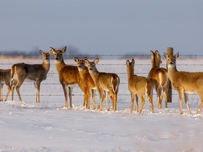 Whitetail deer near Cassils, Ab., on Tuesday, February 18, 2020. Mike Drew/Postmedia