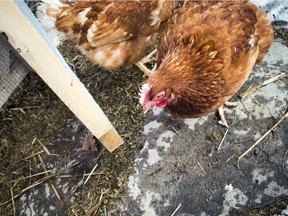 Calgary is examining its current stance on urban livestock, such as the practice of keeping backyard chickens.