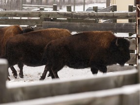 Wood bison are seen before undergoing health checks at Elk Island National Park outside of Edmonton, on Tuesday, Feb. 11, 2020.