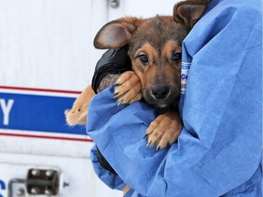 Police and bylaw officers removed about 25 dogs from a home on Malvern Crescent N.E. on Thursday, Feb. 13, 2020.