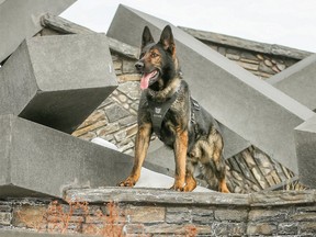 Calgary police dog Max has died. The K-9 served in both the patrol and drug detection unit.