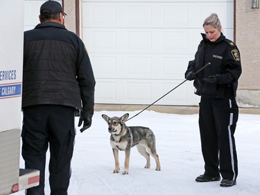 Police and bylaw officers removed about 25 dogs from a home on Malvern Crescent N.E. on Thursday February 13, 2020.