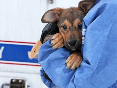 Police and bylaw officers removed about 25 dogs from a home on Malvern Crescent N.E. on Thursday February 13, 2020.