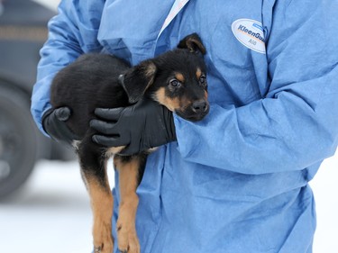 Police and bylaw officers removed about 25 dogs from a home on Malvern Crescent N.E. on Thursday February 13, 2020.