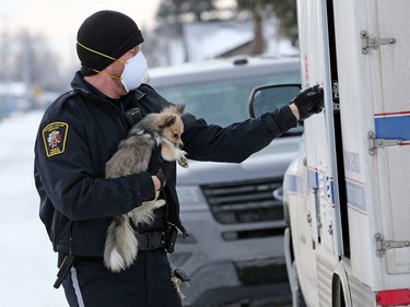 Police and bylaw officers removed about 25 dogs from a home on Malvern Crescent N.E. on Thursday February 13, 2020.