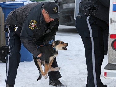 Police and bylaw officers removed about 25 dogs from a home on Malvern Crescent N.E. on Thursday February 13, 2020.