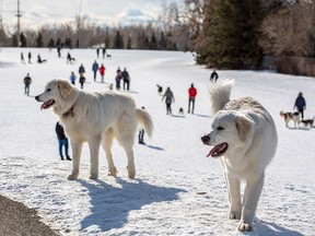 An off leash dog park in Braeside was busy on Sunday, February 16, 2020. On Saturday evening the park was the scene of a serious and seemingly random stabbing of a 15 year-old who was walking a dog with his mother.  Gavin Young/Postmedia