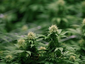 Growing flowers of cannabis intended for the medical marijuana market are shown at OrganiGram in Moncton, N.B., on April 14, 2016.