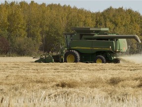A farmer runs his combine in a field south of Wetaskiwin, Alta., on Friday, Sept. 27, 2013. The 2013 western grain harvest is said to be plentiful by agriculture watchers in Canada. Ian Kucerak/Edmonton Sun/QMI Agency