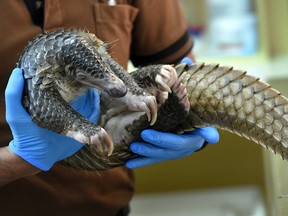 Prized as a source of food and medicine in China, pangolins have been pinpointed as a possible source of the coronavirus outbreak.