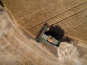 A combine from Stahlville Colony harvests certified seed wheat near Rockyford, Alta., on Aug. 28, 2017.