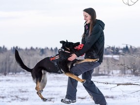 Romy Dupal-Demers blows a whistle to get her dog BLEVE to let go of the scented subject that's been hidden under a log on Tuesday, February 25, 2020.