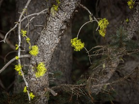 Fluorescent lichens on a spruce tree along Smith-Dorrien Creek south of Nakiska, Ab., on Tuesday, March 3, 2020. Mike Drew/Postmedia