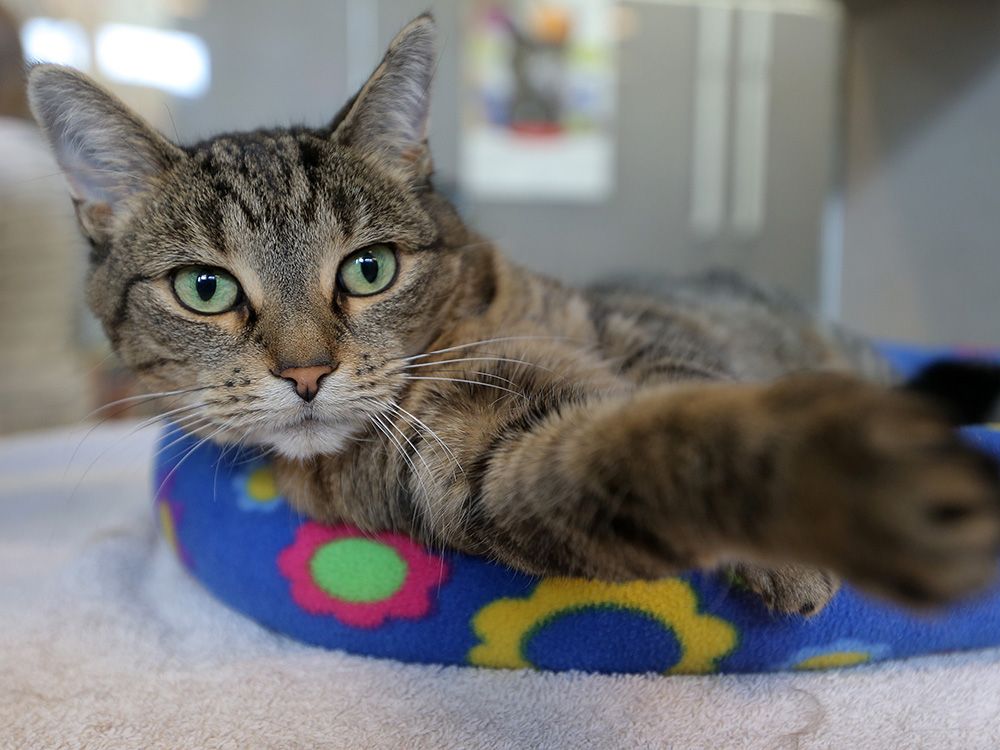 COVID19 Calgary Humane Society makes it easier to adopt pets