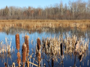 An image of a wetland on the Alberta Parks land near Clifford E Lee Nature Sanctuary in Alberta, Canada.