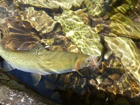 A Westslope cutthroat trout swims next to a lure in Idaho's North Fork of the Clearwater River on July 19, 2013. Teck Resources says it's baffled over the virtual disappearance of a rare fish from a lengthy stretch of long-contaminated river downstream from its coal mining operations in southeastern British Columbia.