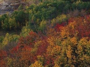 A image of Dry Island Buffalo Jump Provincial Park in autumn.