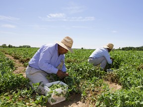 Migrant farm workers pick peas on a farm near London, Ont.