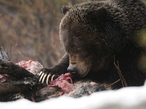 Grizzly #122 feeds on a moose carcass in April, 2013.