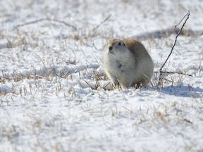 First gopher of the year! This guy was on the outskirts of Claresholm, Ab., on Wednesday, February 26, 2020. Mike Drew/Postmedia