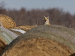 A fox looks up from where it was relaxing among hay bales near Hartleyville, Ab., on Tuesday, March 17, 2020. Mike Drew/Postmedia