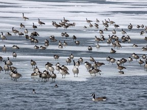 Some of the hundreds of Canada geese on McGregor Lake south of Milo, Ab., on Monday, March 23, 2020. Mike Drew/Postmedia