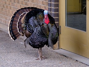 Const. Chris Martin took this photograph of Turk the wild turkey in the Beltline.