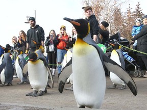 Penguin walk at the Calgary Zoo on Jan. 11, 2019.