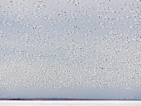 Snow geese fill the sky above Keho Lake near Barons, Ab., on Wednesday, April 8, 2020. Mike Drew/Postmedia