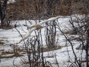 A sandhill crane takes off south of Chain Lakes Park, Ab., on Tuesday, April 21, 2020. Mike Drew/Postmedia