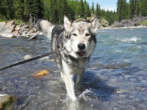 The non-profit Yamnuska Wolfdog Sanctuary, located just west of Cochrane near the junction of Highway 1A and Foresty Trunk Road. Supplied photo.