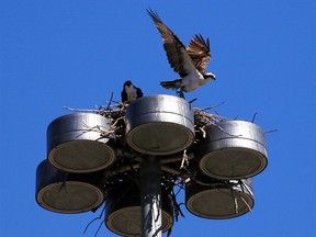 The resident St. Patrick’s Island osprey have returned to their iconic nest on the Bloom sculpture and were enjoying the warm weather in Calgary on Tuesday afternoon, April 28, 2020.  Gavin Young/Postmedia