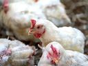 The Chicken Farmers of Canada have decided to shrink the national flock by 12.6 per cent this summer.