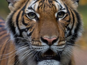Nadia, a 4-year-old female Malayan tiger at the Bronx Zoo, that the zoo said on April 5, 2020 has tested positive for coronavirus disease (COVID-19) is seen in an undated handout photo provided by the Bronx zoo in New York. WCS/Handout via REUTERS