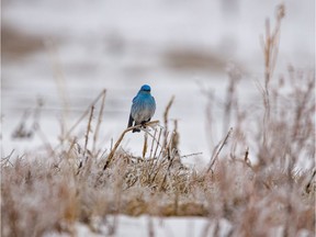 A bluebird keeps watch near its nesting box in the hills south of Calgary, Ab., on Wednesday, April 1, 2020. Mike Drew/Postmedia