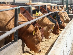 Cattle feed at the bunk at Thorlakson Feedyards Inc. near Airdrie, Ab, north of Calgary on Friday, April 24, 2020.