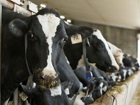 Dairy cows feed in this file photo. Ian Kucerak/Postmedia News
