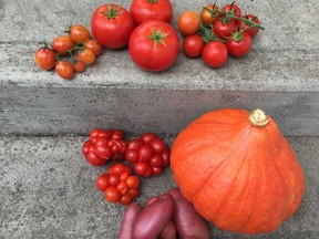 Last fall the harvest included several tomatoes and a Red Kuri (also called Japanese) squash pictured lower right. Courtesy, Donna Balzer