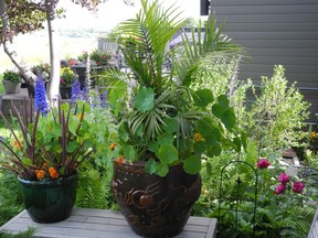 The large pot features a palm tree as the thriller with nasturtiums and marigolds in the roles of filler and spiller. Nasturtiums do not need to be fertilized as if they are, they produce more leaves than flowers. Deadheading (removing spent blooms) ensures plants will continue flowering until the first frost. Pots of different sizes and colours grouped together create visual interest and diversity. Photo, Bill Brooks