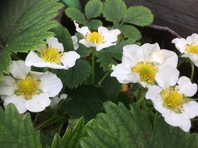 Strawberries in bloom might freeze early in spring but leaves are hardy. Remember to remove blooms that form before leaves are robust.  Courtesy, Donna Balzer