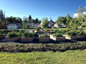 The community garden in Parkdale.