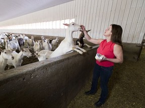 Cherylynn Bos, co-owner of Rock Ridge Dairy has seen the sales of the goat milk cheese produced on her farm and used primary by restaurant and business has dropped by 75% since the beginning of the COVID-19 pandemic.