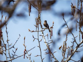 A song sparrow trills beside the Bow River in Calgary, Ab., on Monday May 4, 2020.