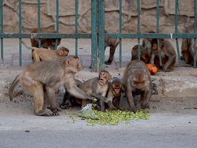 (FILES) In this file photo taken on April 10, 2020, monkeys eat fruits on a street during a government-imposed nationwide lockdown as a preventive measure against the COVID-19 coronavirus in New Delhi. - Monkeys in India "attacked" a health worker and made off with coronavirus test blood samples, spreading fears that the stealing simians animals could spread the pandemic in the local area.