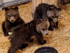 The Calgary Zoo has taken in three orphaned grizzly bear cubs.