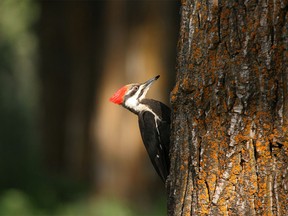 A pileated woodpecker checks out a tree trunk along the Bow River on June 5, 2006.