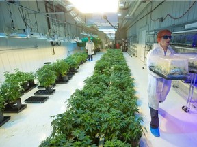 Inside the Aurora Cannabis production facility near Cremona on July 27, 2016.